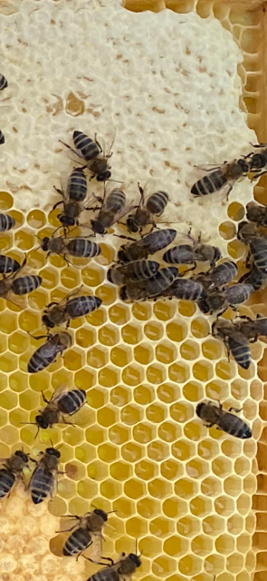 Carnica bee - Hengelo ov